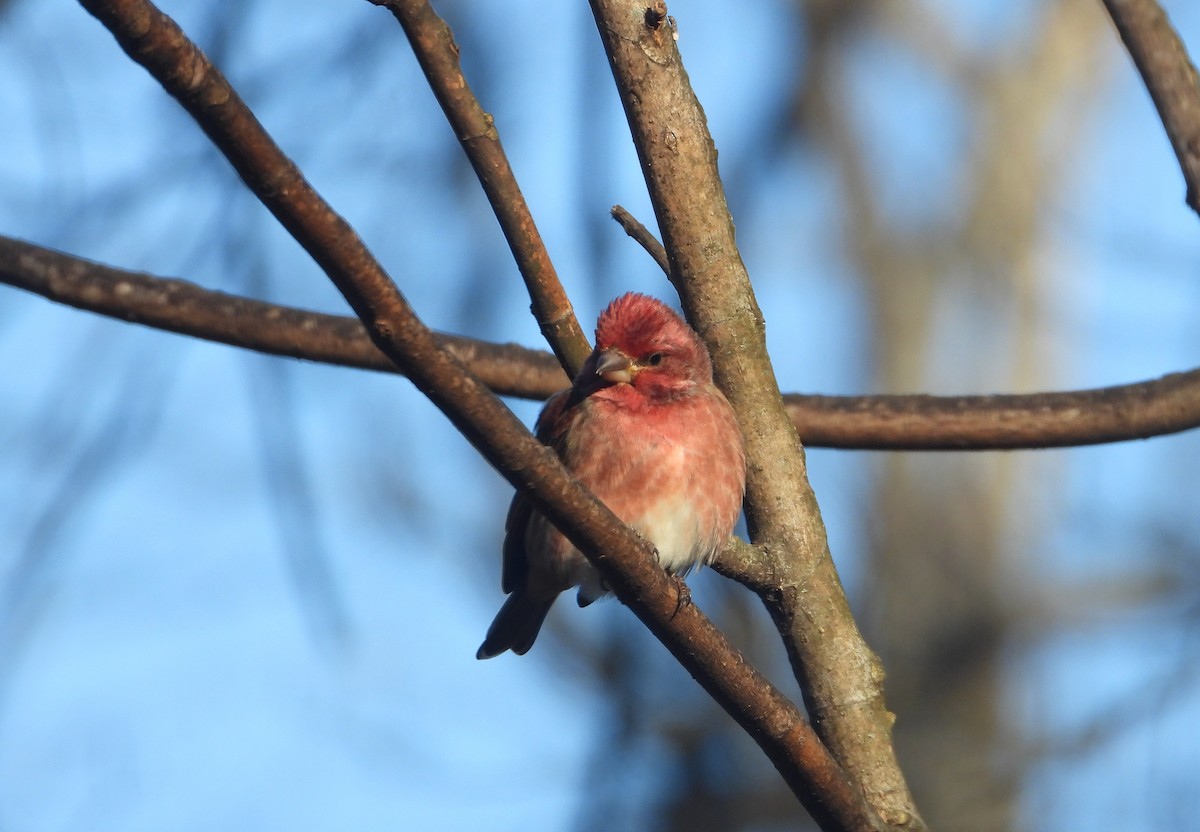 ムラサキマシコ - ML647466461