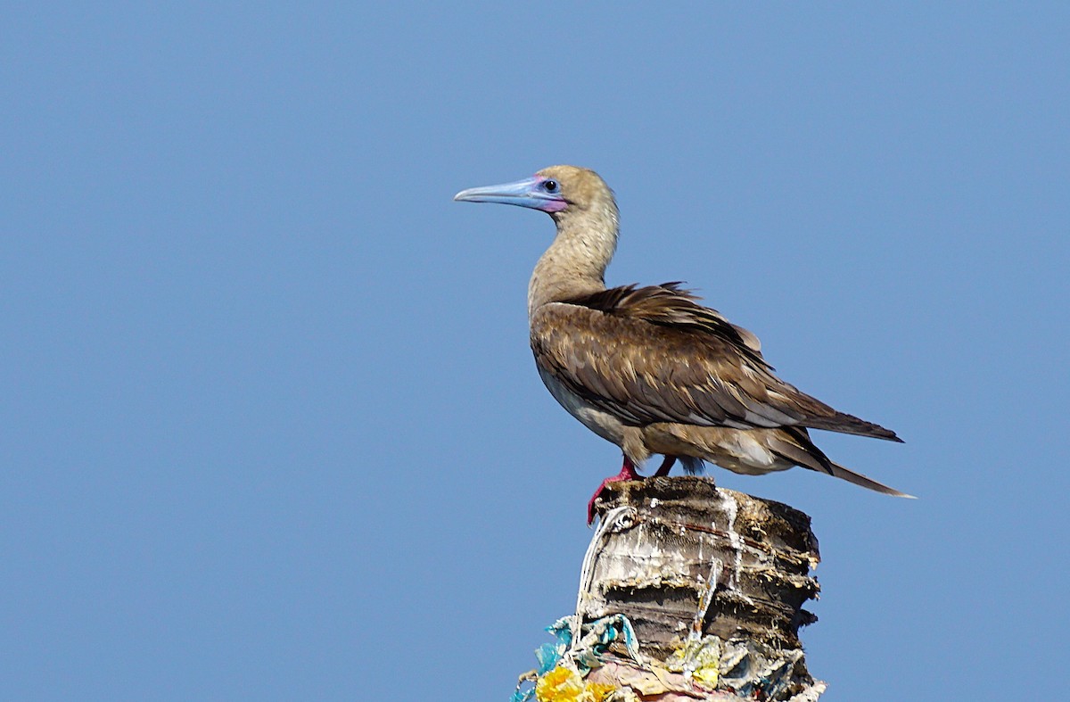 Red-footed Booby - ML647466463