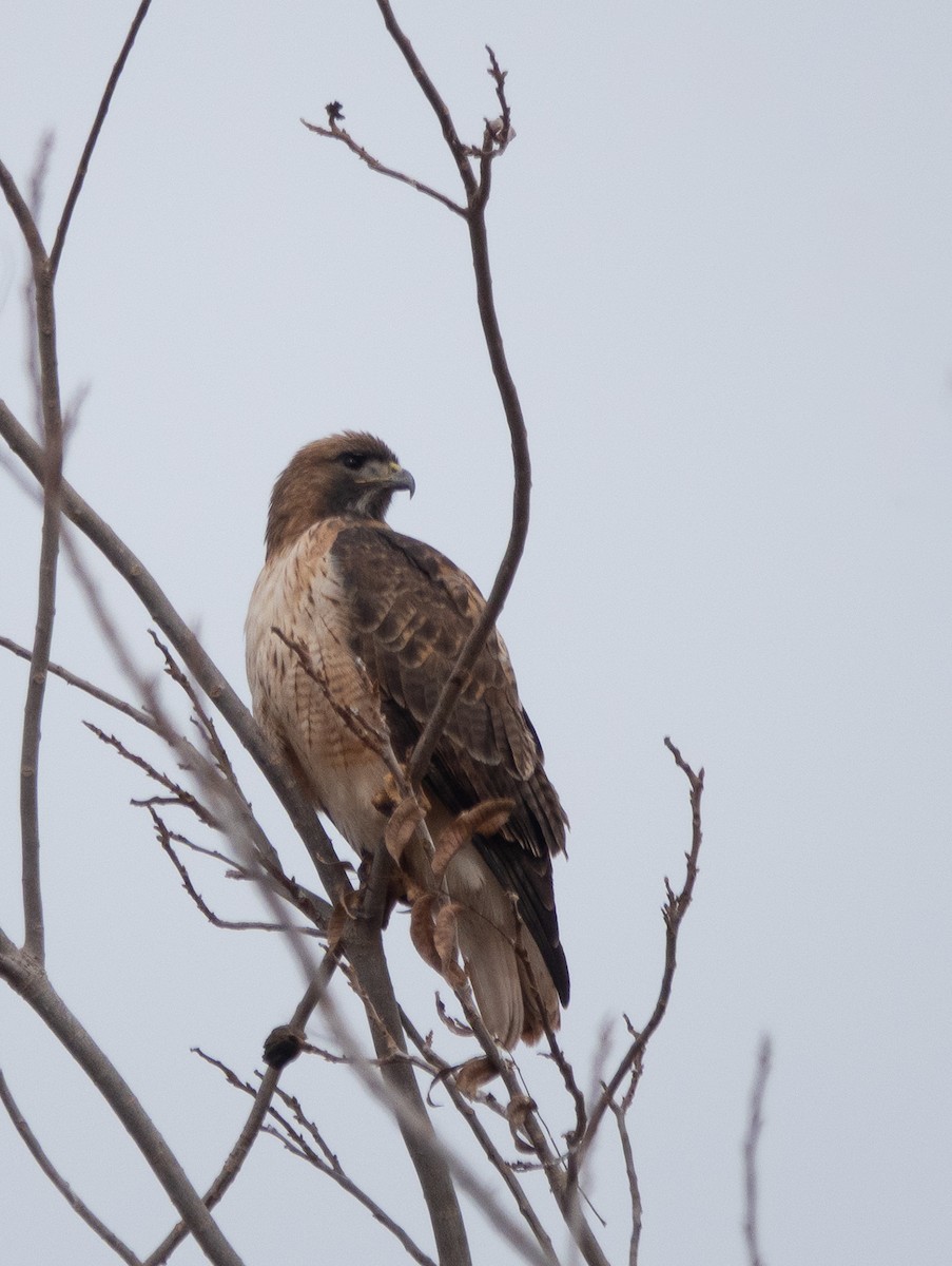 káně rudochvostá - ML647466469