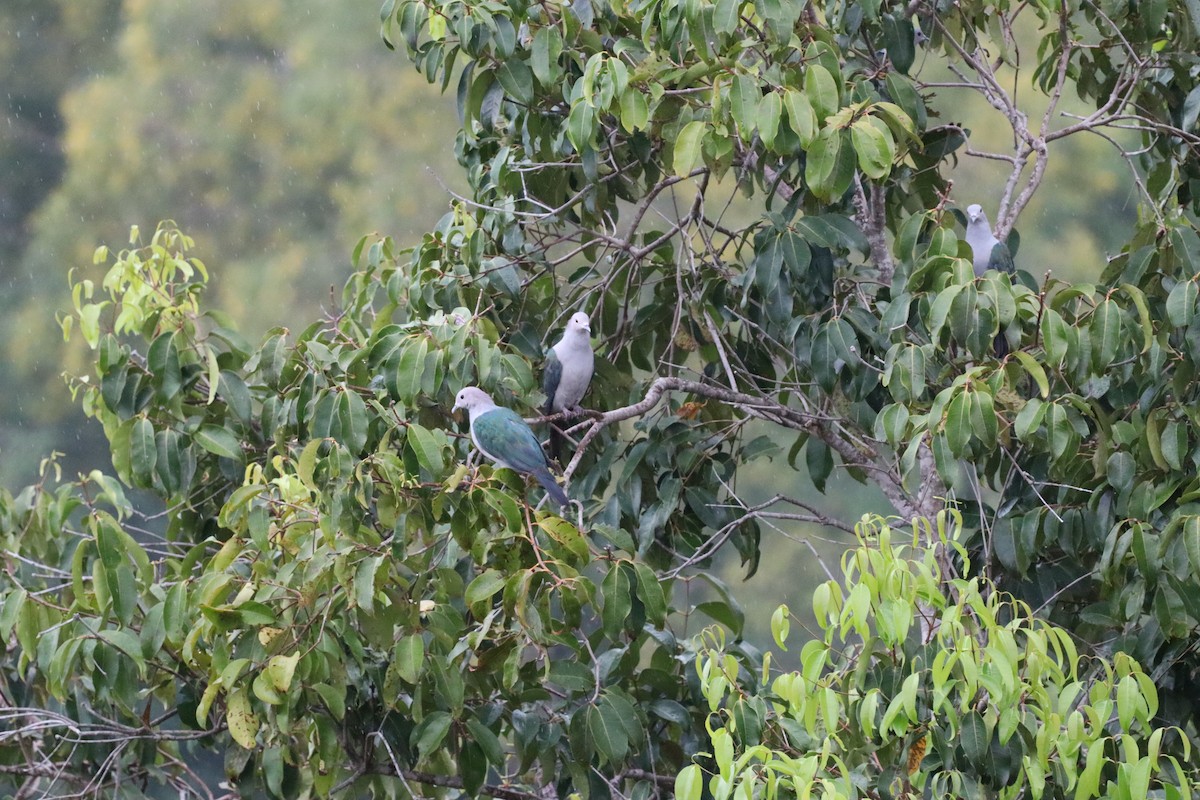 Green Imperial-Pigeon - ML647466475