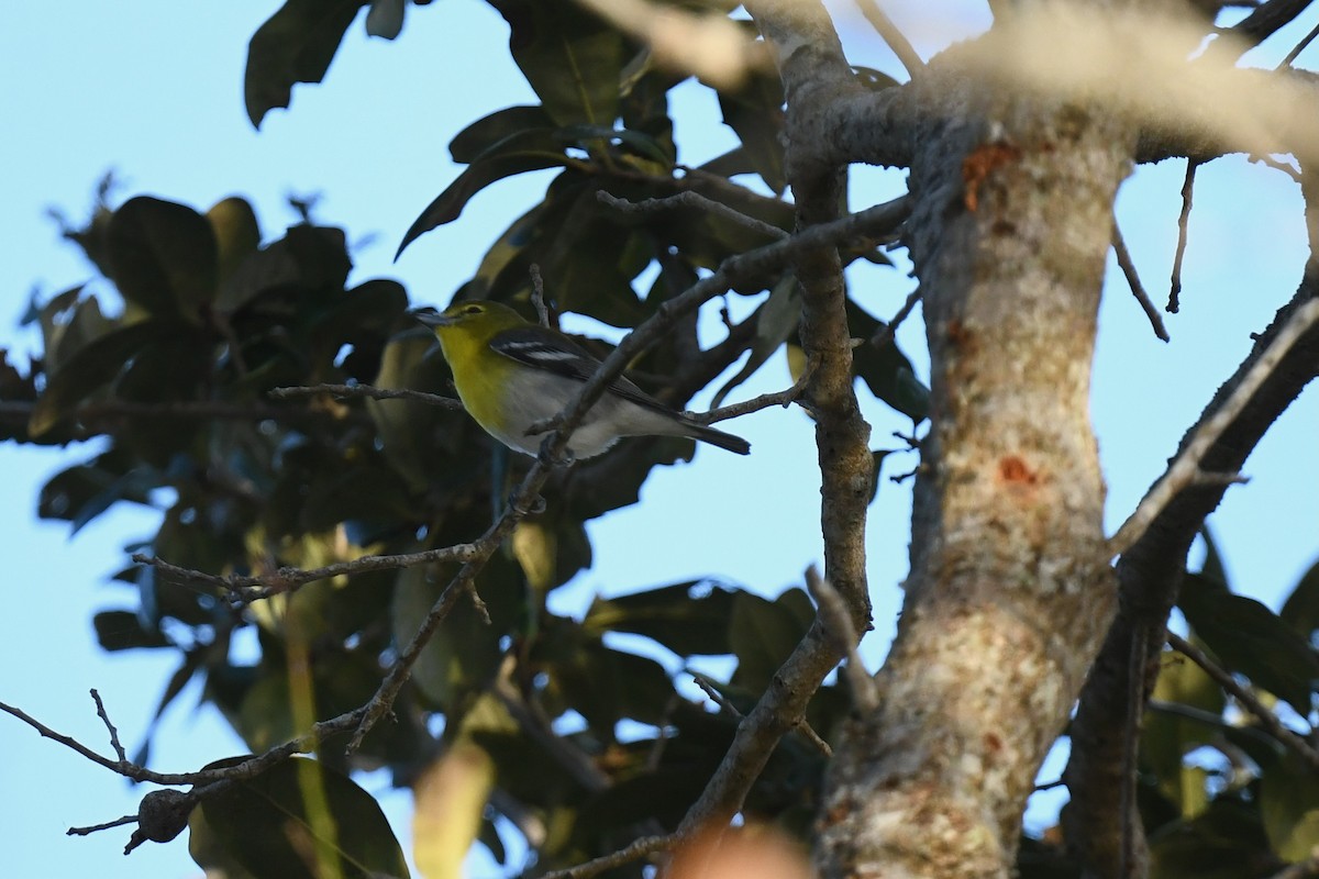 Yellow-throated Vireo - ML647466476