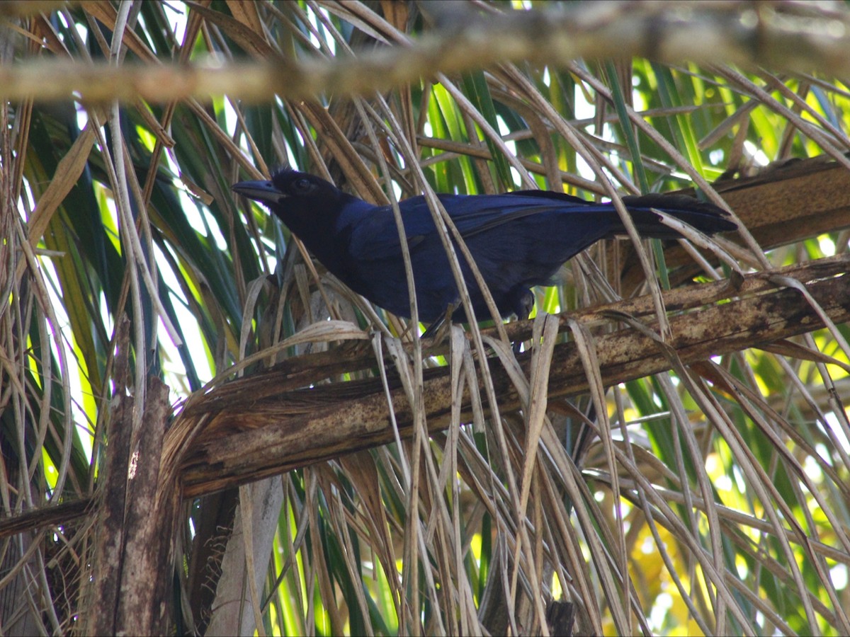 Azure Jay - ML647466477