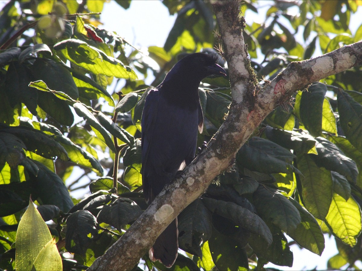 Azure Jay - ML647466478