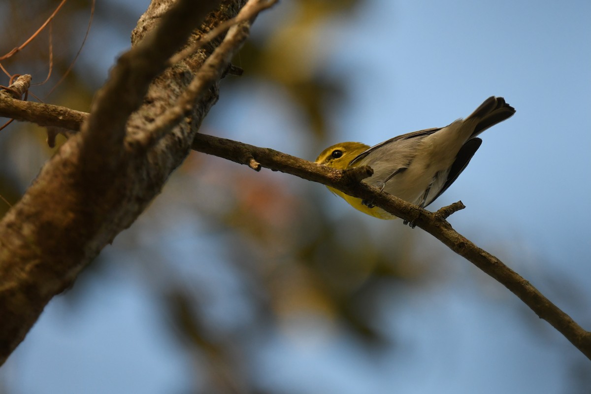 Yellow-throated Vireo - ML647466479