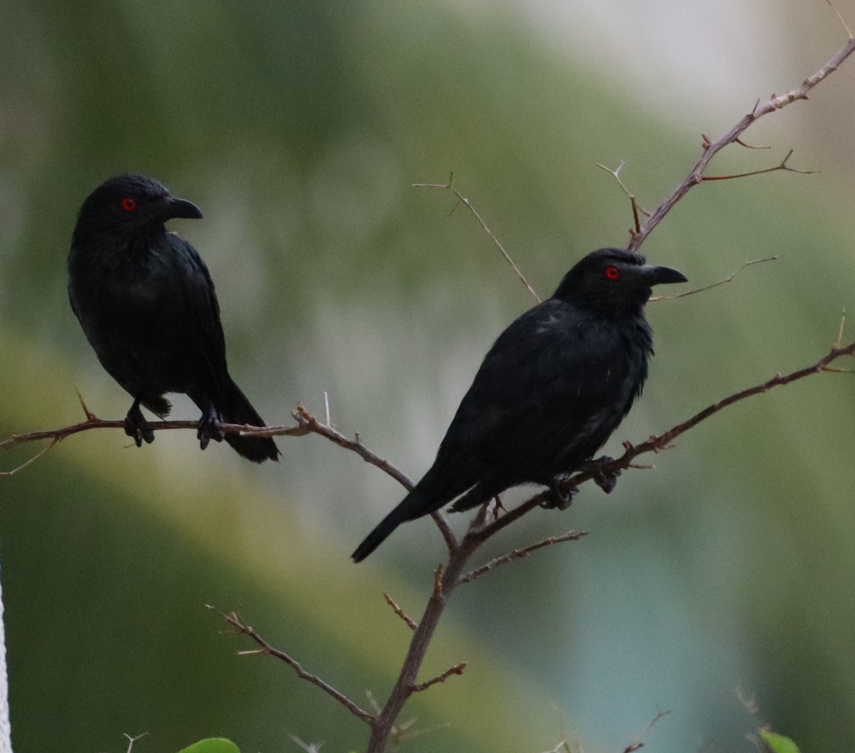 Malay Sığırcığı - ML647466487