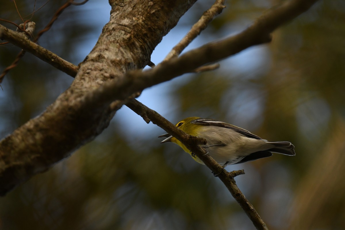 Yellow-throated Vireo - ML647466507