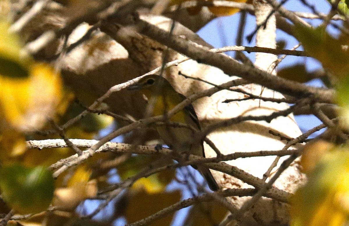 Yellow-throated Vireo - ML647466509