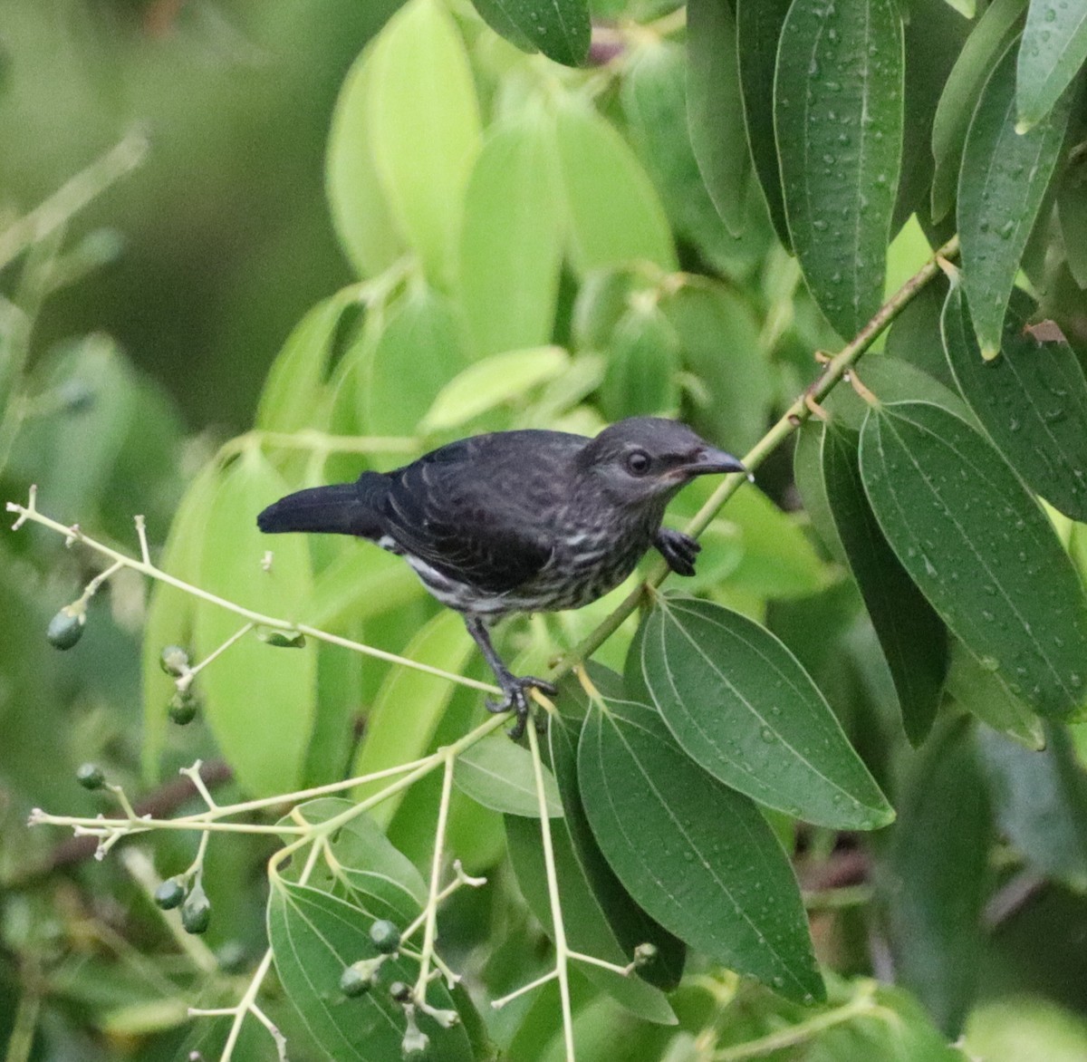 Malay Sığırcığı - ML647466513