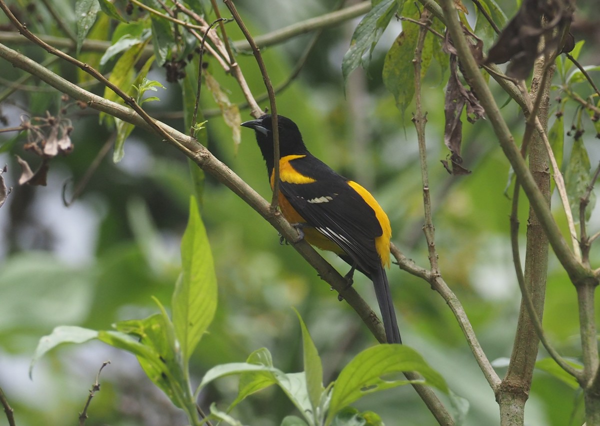 Bar-winged Oriole - ML647466516