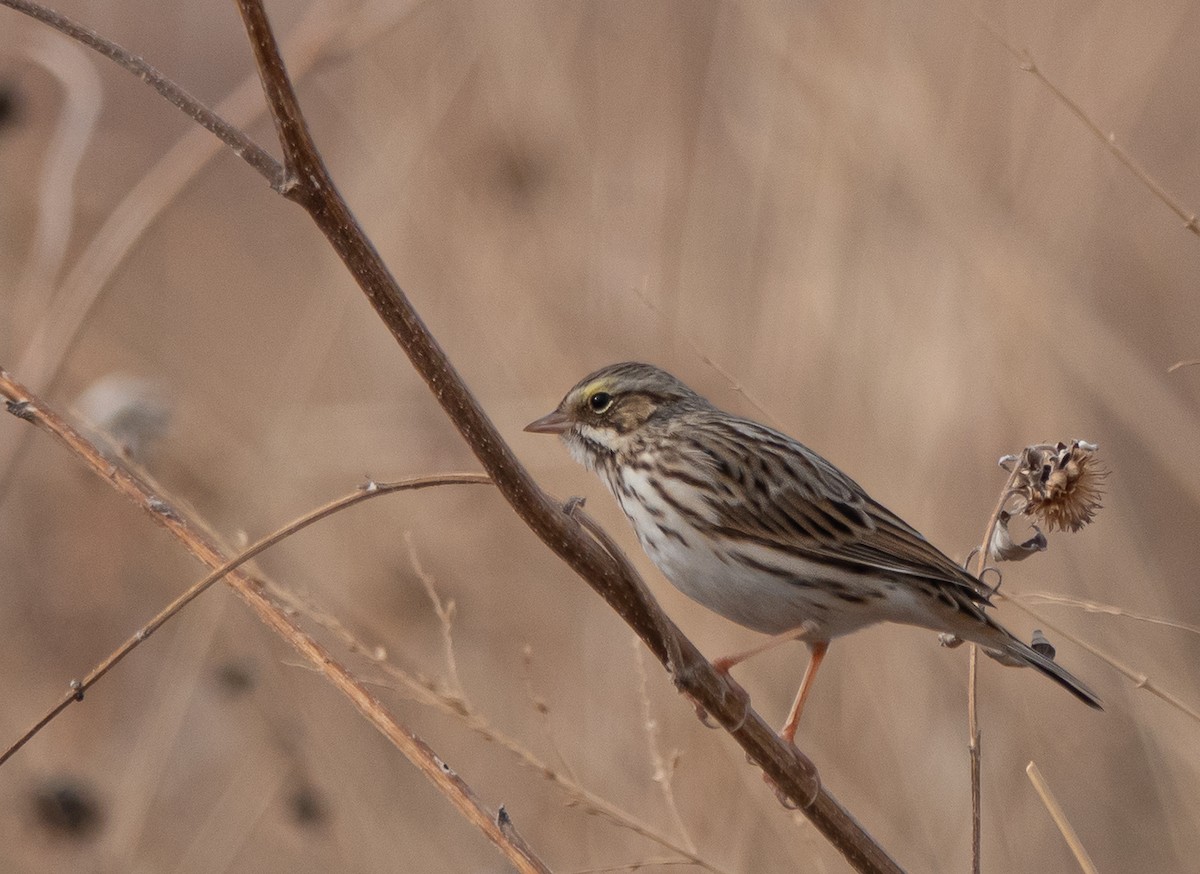 strnadec luční - ML647466522
