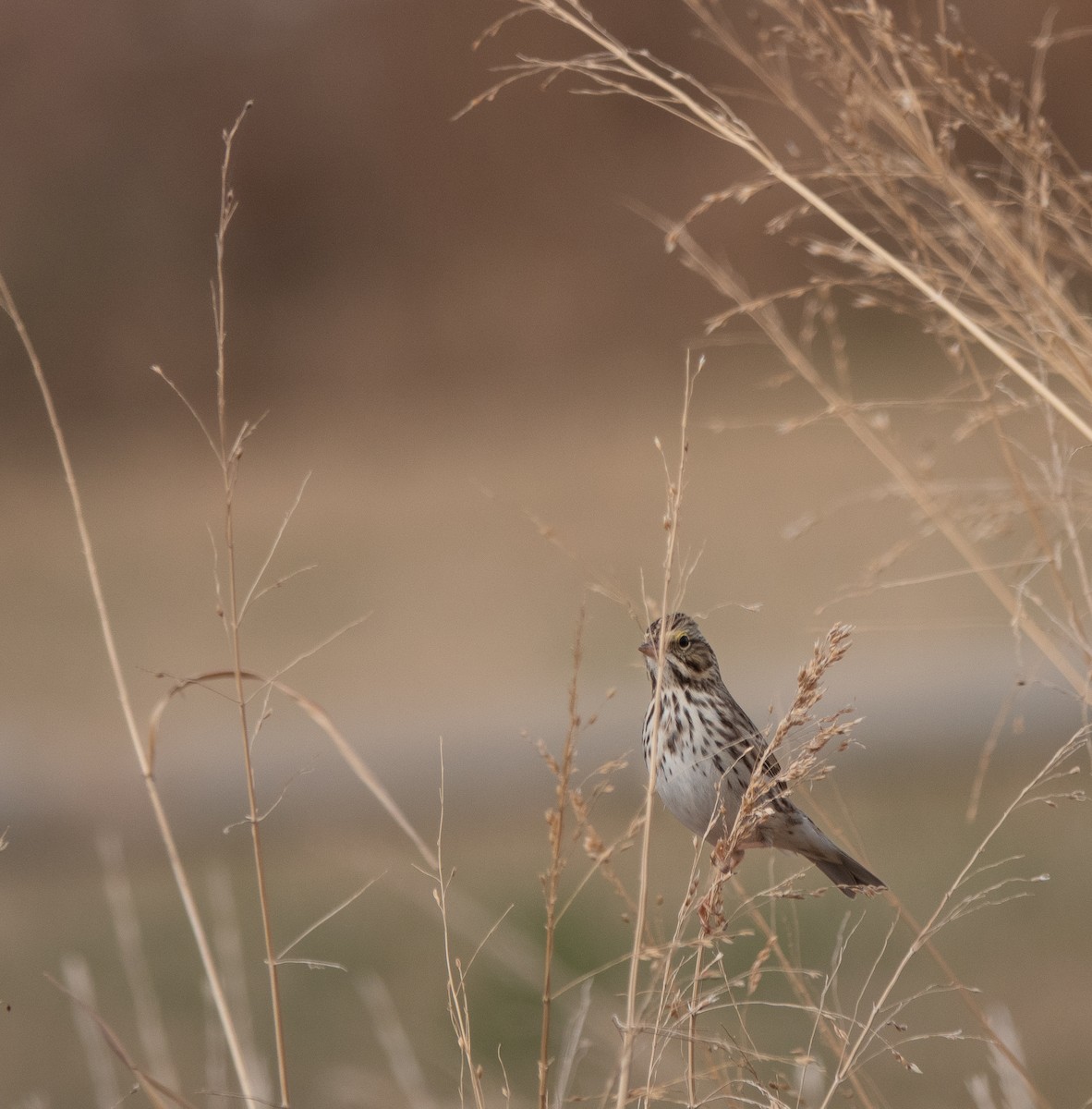 strnadec luční - ML647466525