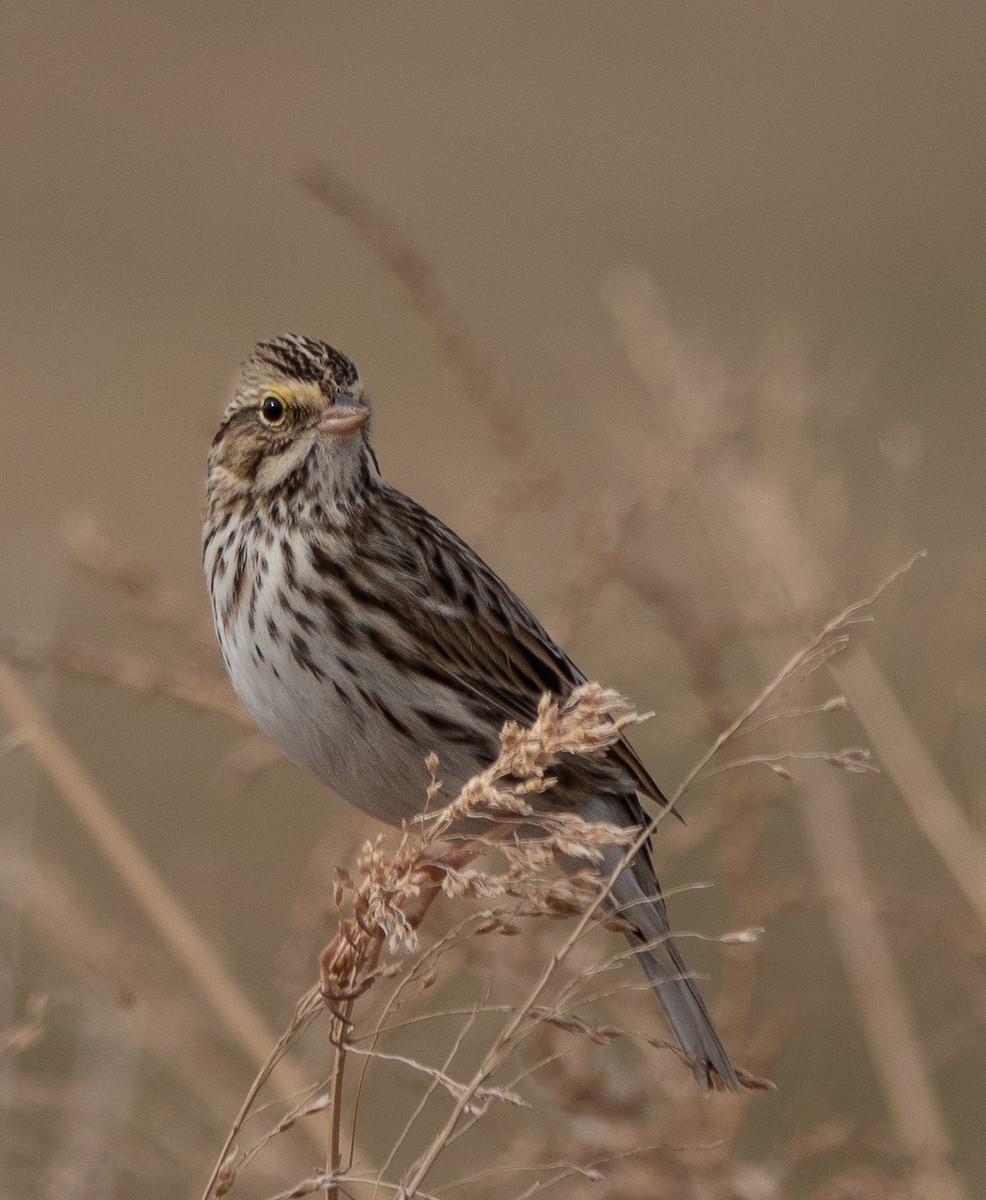 strnadec luční - ML647466526