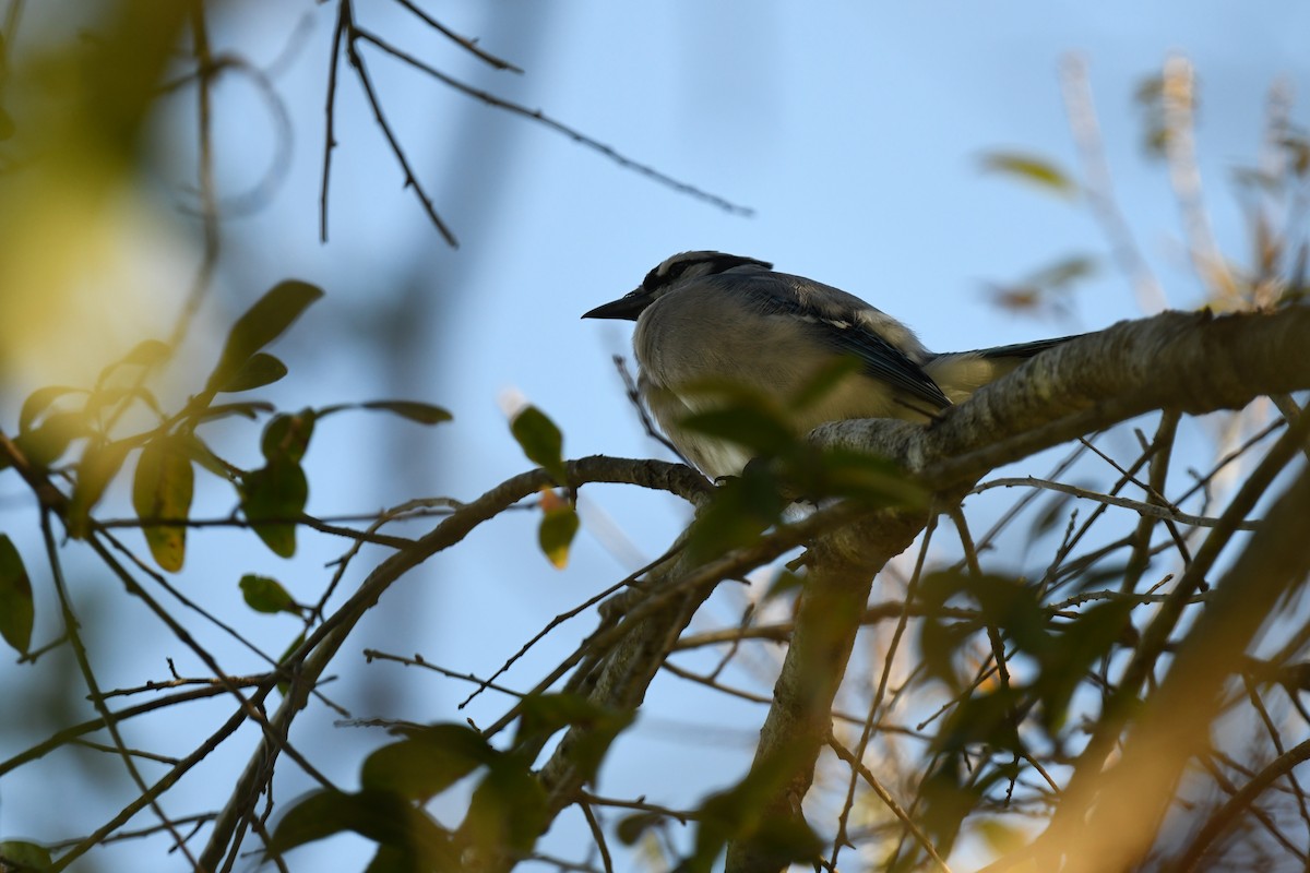 Blue Jay - ML647466530