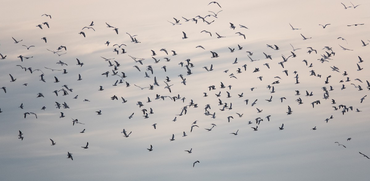 racek kroužkozobý - ML647466589