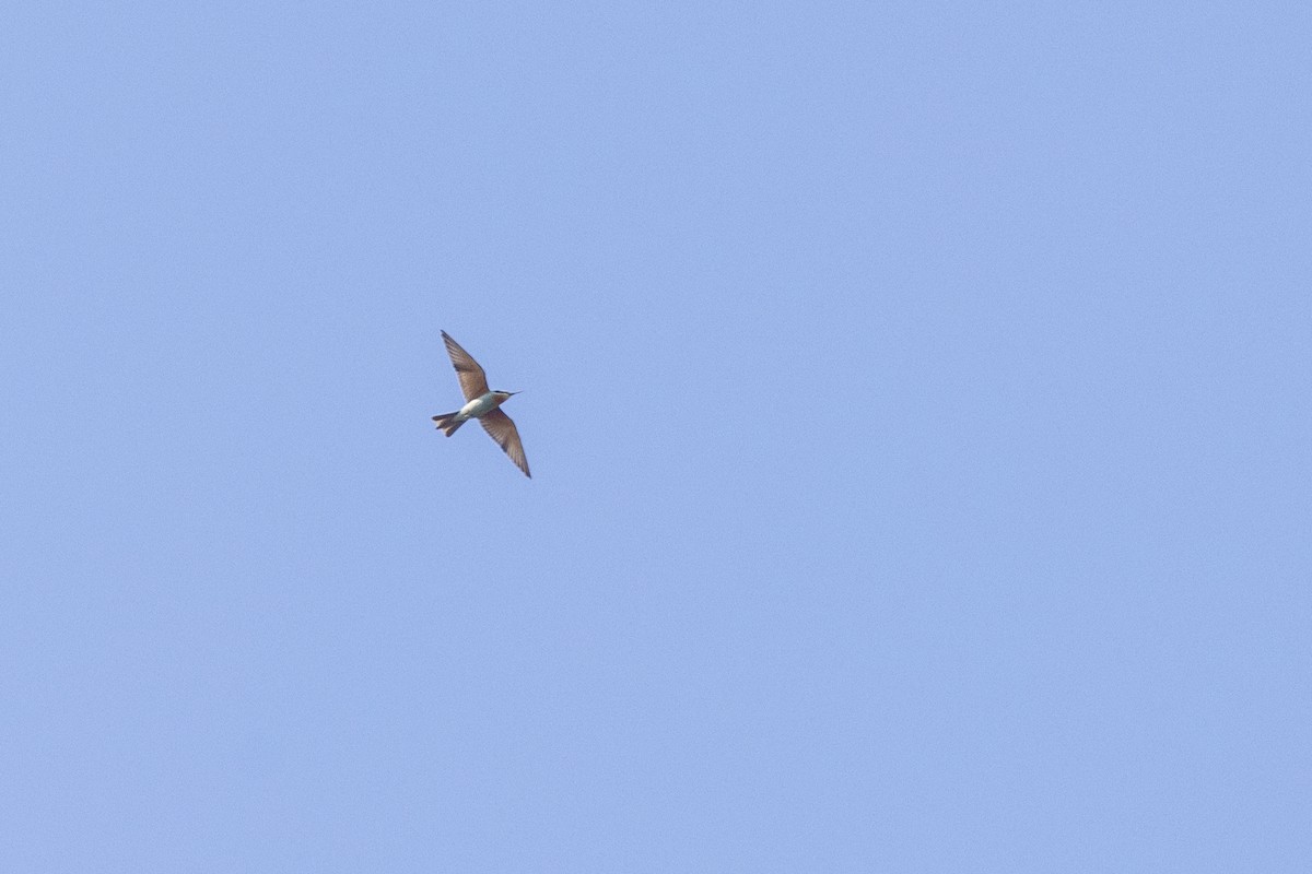 Blue-cheeked Bee-eater - ML647466590