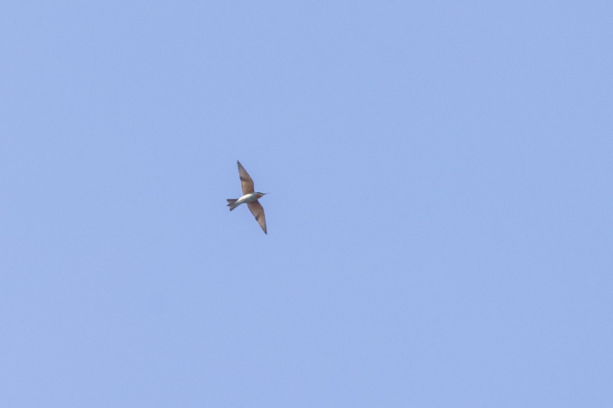 Blue-cheeked Bee-eater - ML647466591