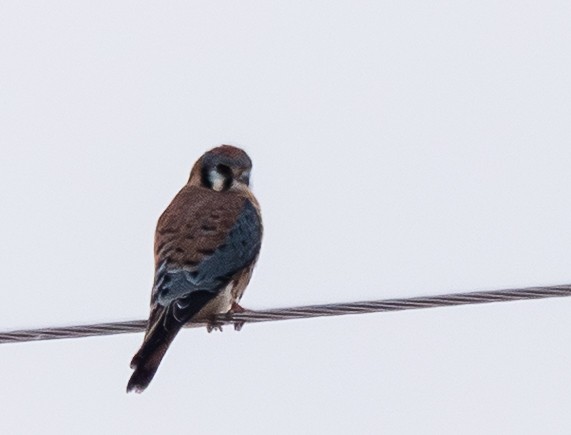 poštolka pestrá - ML647466595