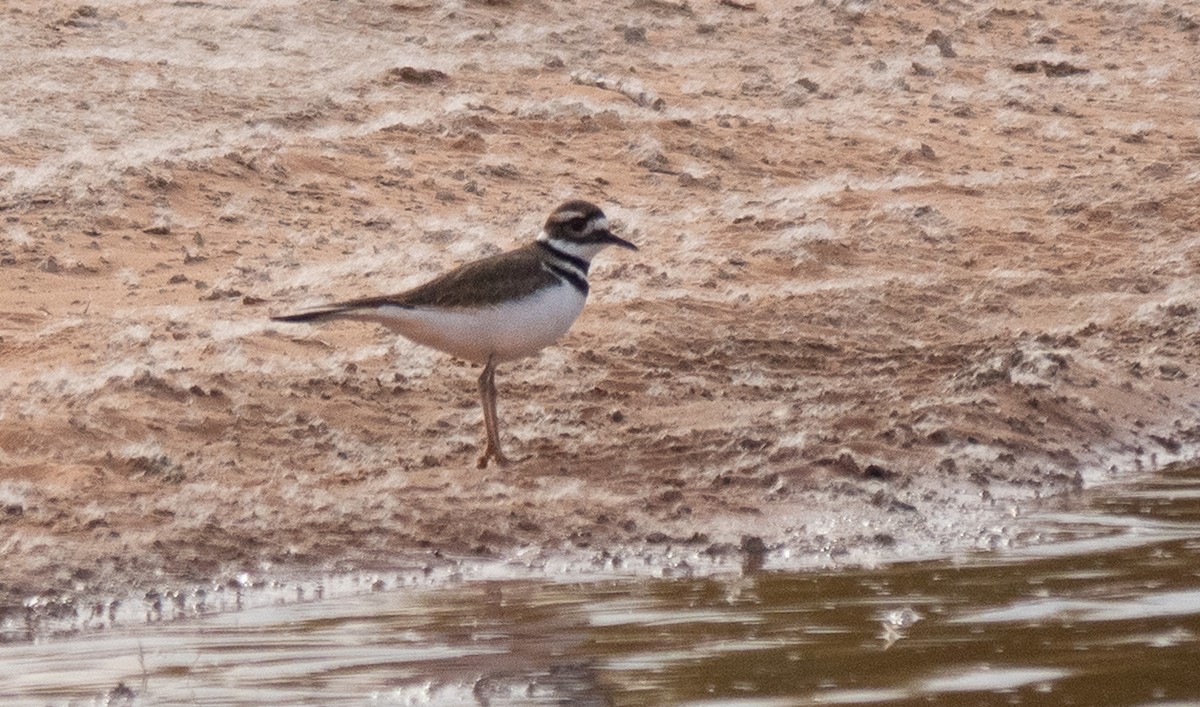 kulík rezavoocasý - ML647466601