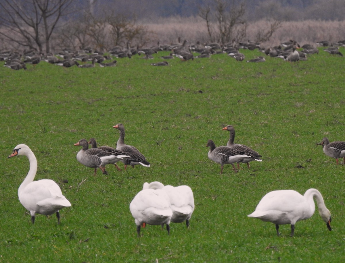 Oie cendrée - ML647466607