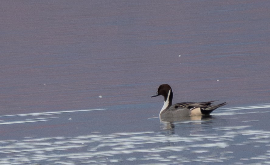 ostralka štíhlá - ML647466610