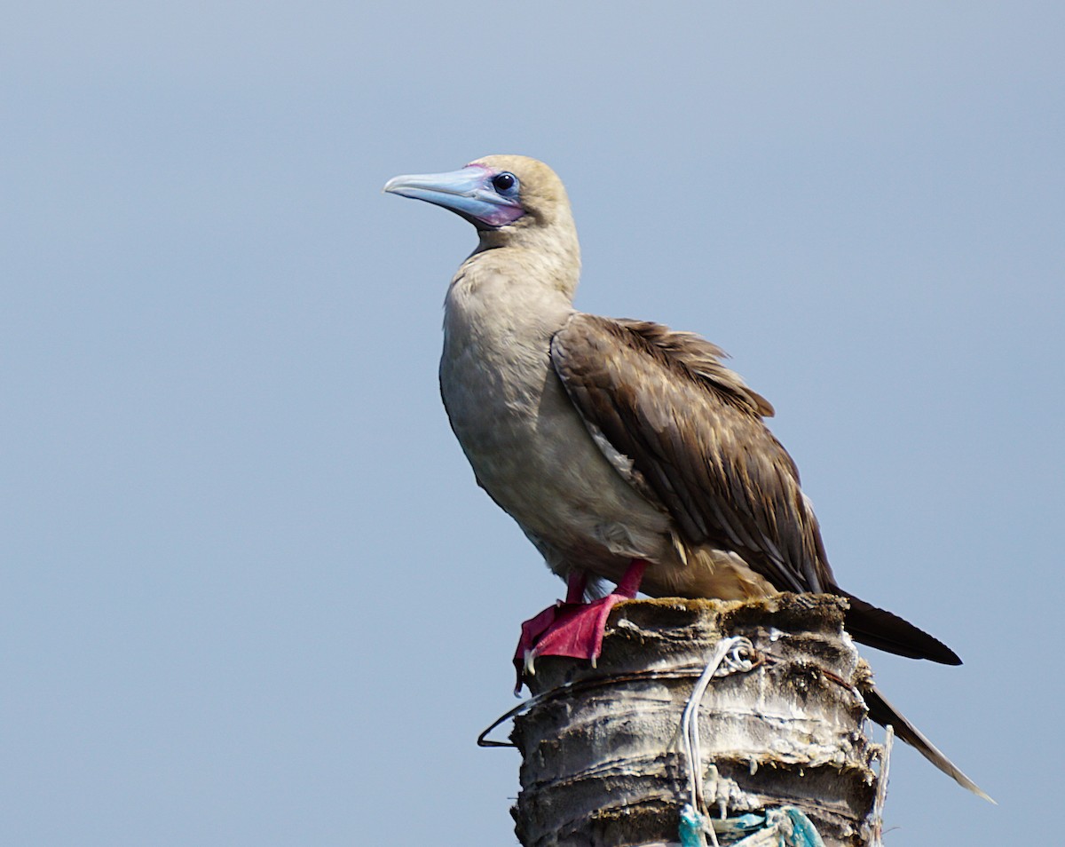 Red-footed Booby - ML647466628