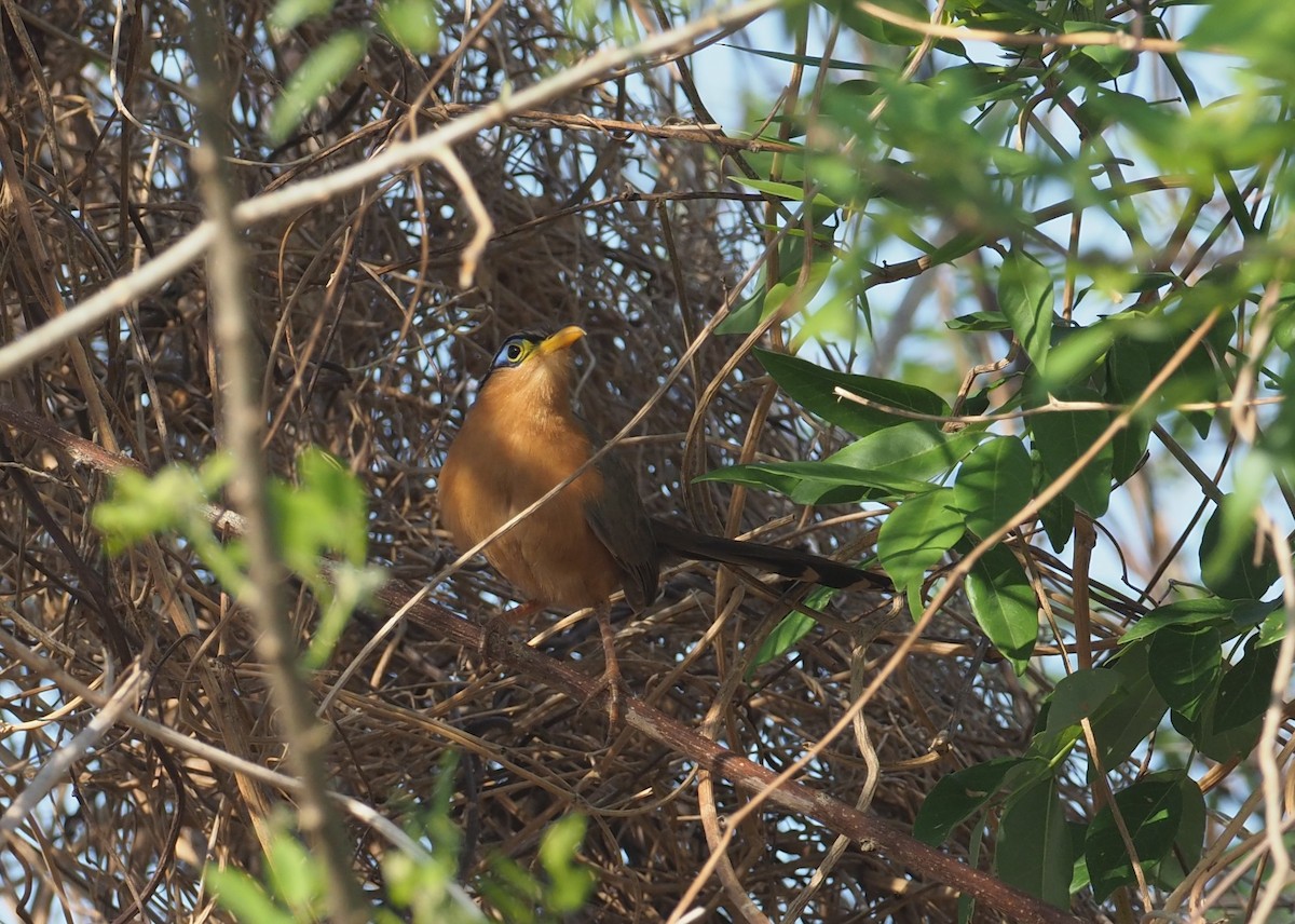 Lesser Ground-Cuckoo - ML647466640