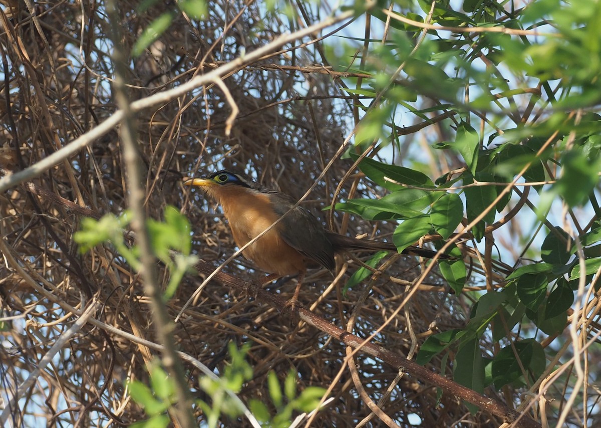 Lesser Ground-Cuckoo - ML647466641