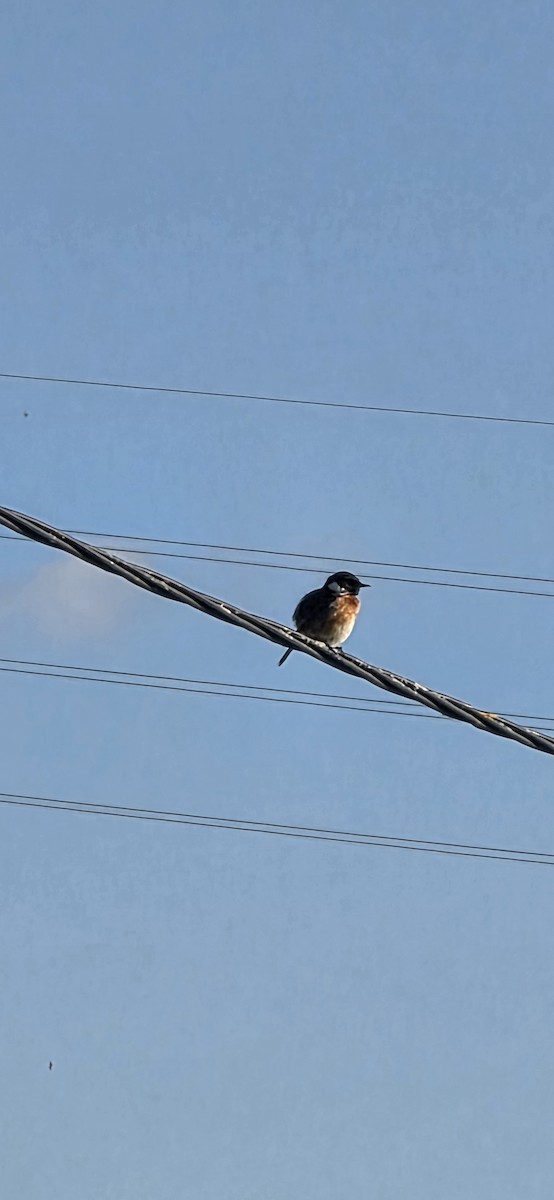 European Stonechat - ML647466643