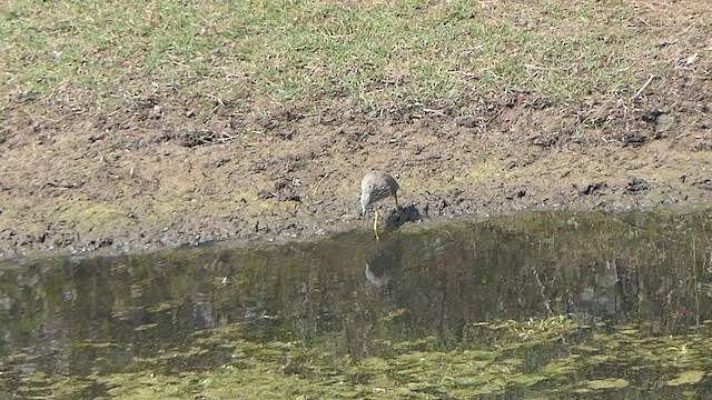 Indian Pond-Heron - ML647466654