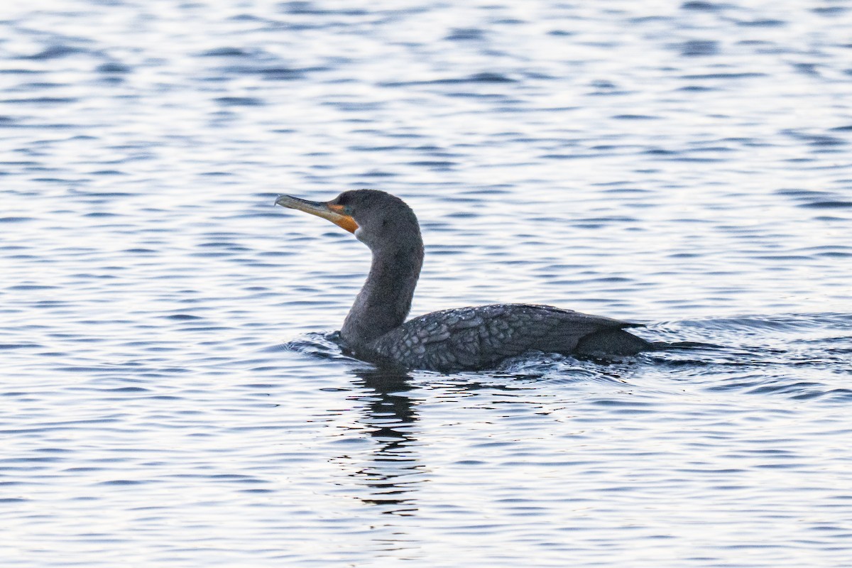 Ушастый баклан - ML647466670