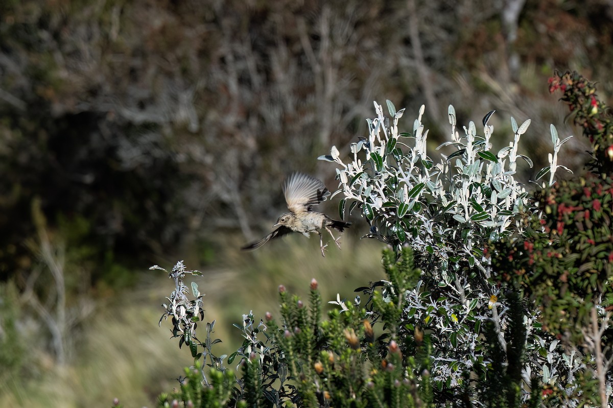 Paramo Pipit - ML647466675