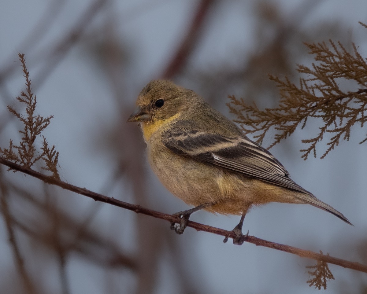 čížek mexický - ML647466676