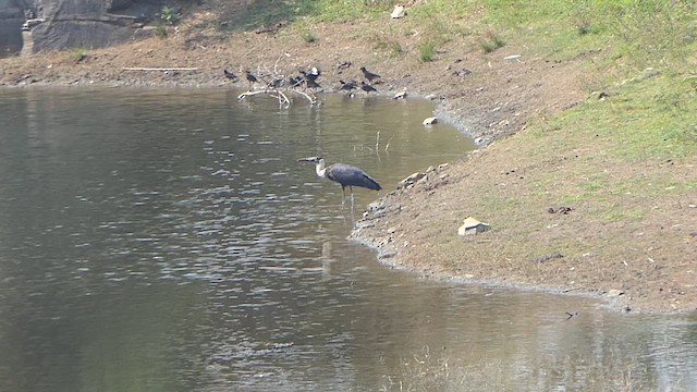 Asian Woolly-necked Stork - ML647466677