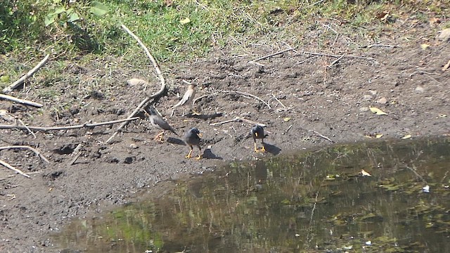 Jungle Myna - ML647466686