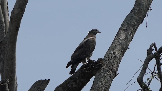 Oriental Honey-buzzard - ML647466695
