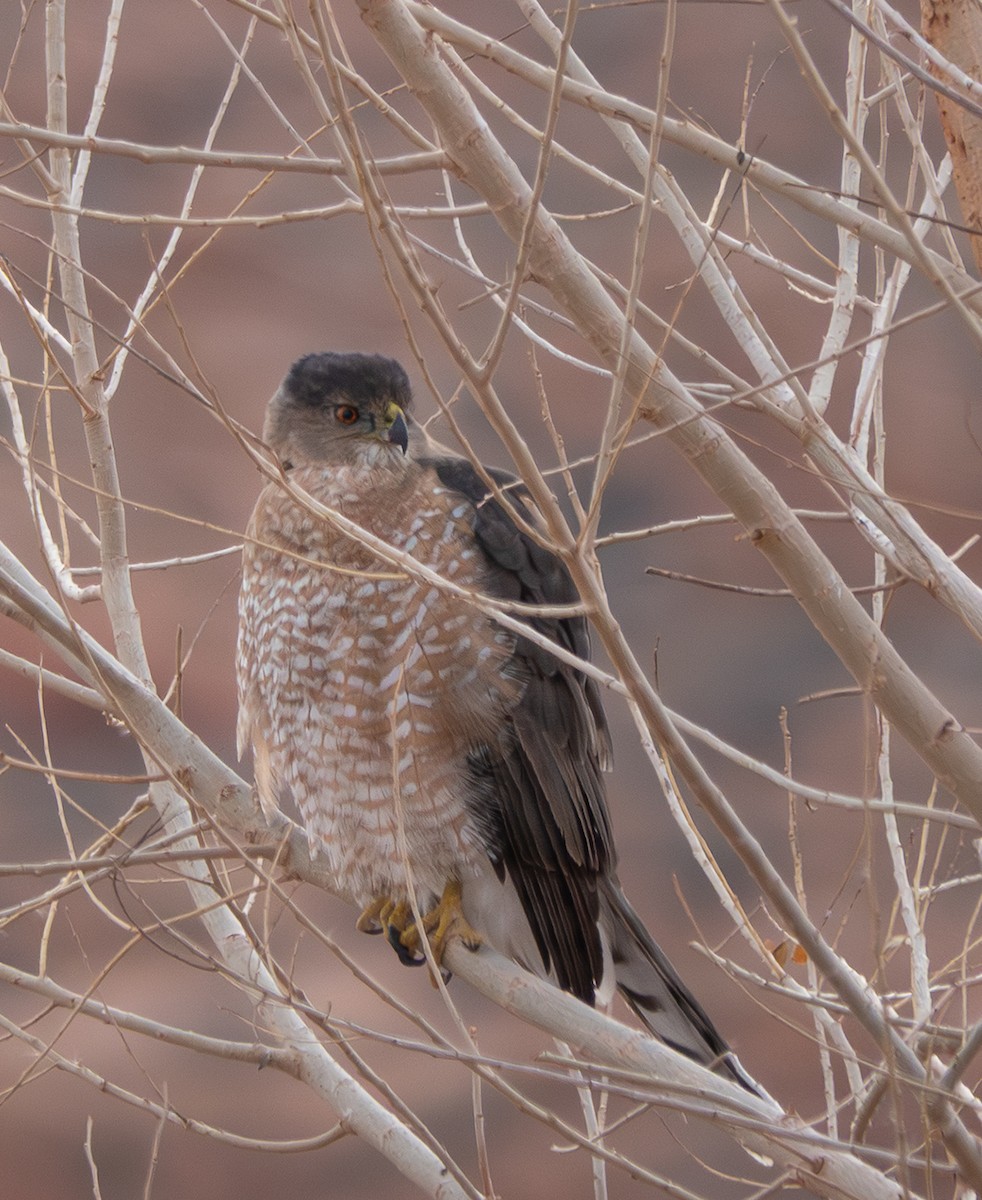 jestřáb americký - ML647466713