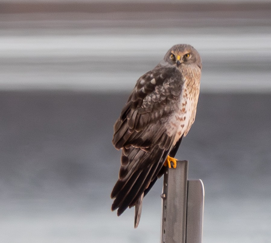 moták severoamerický - ML647466724