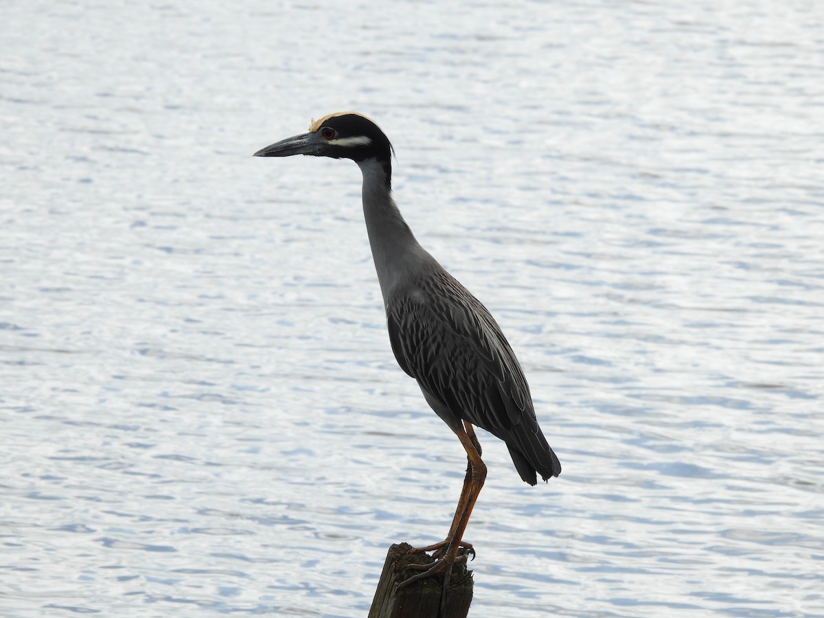 Yellow-crowned Night Heron - ML647466725