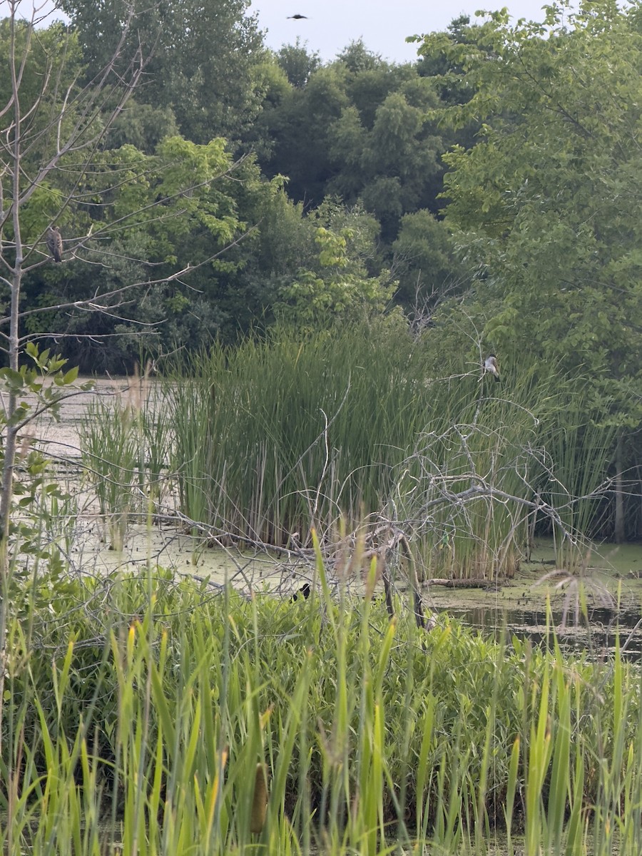 Tyran tritri - ML647466730