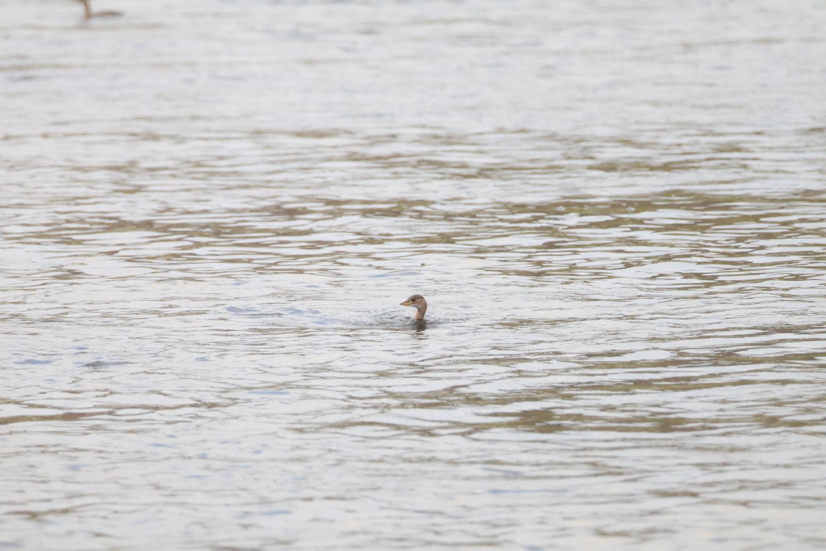 Little Grebe - ML647466737