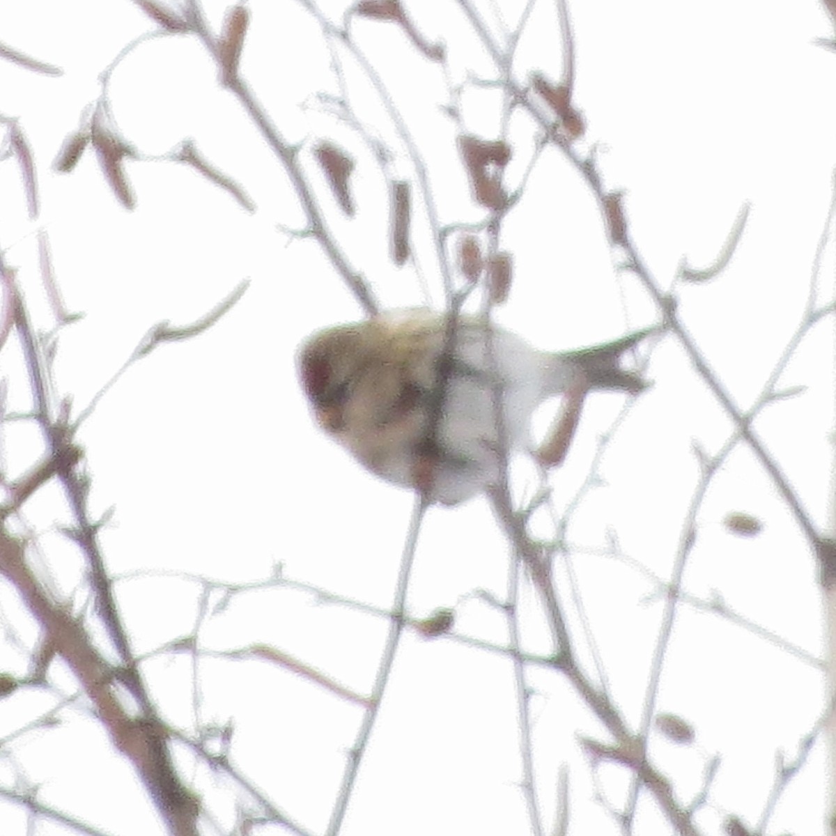 Redpoll - ML647466753