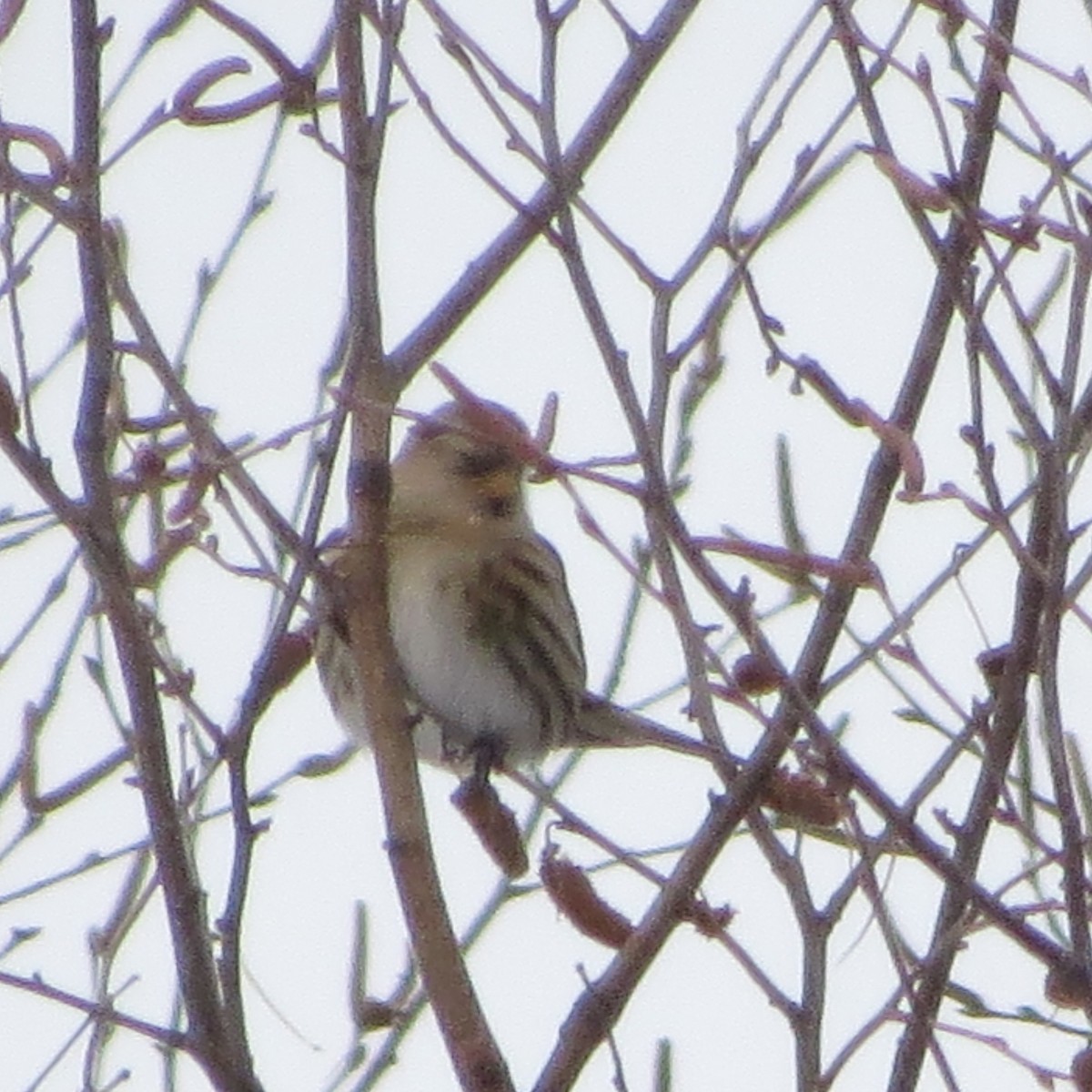 Redpoll - ML647466754