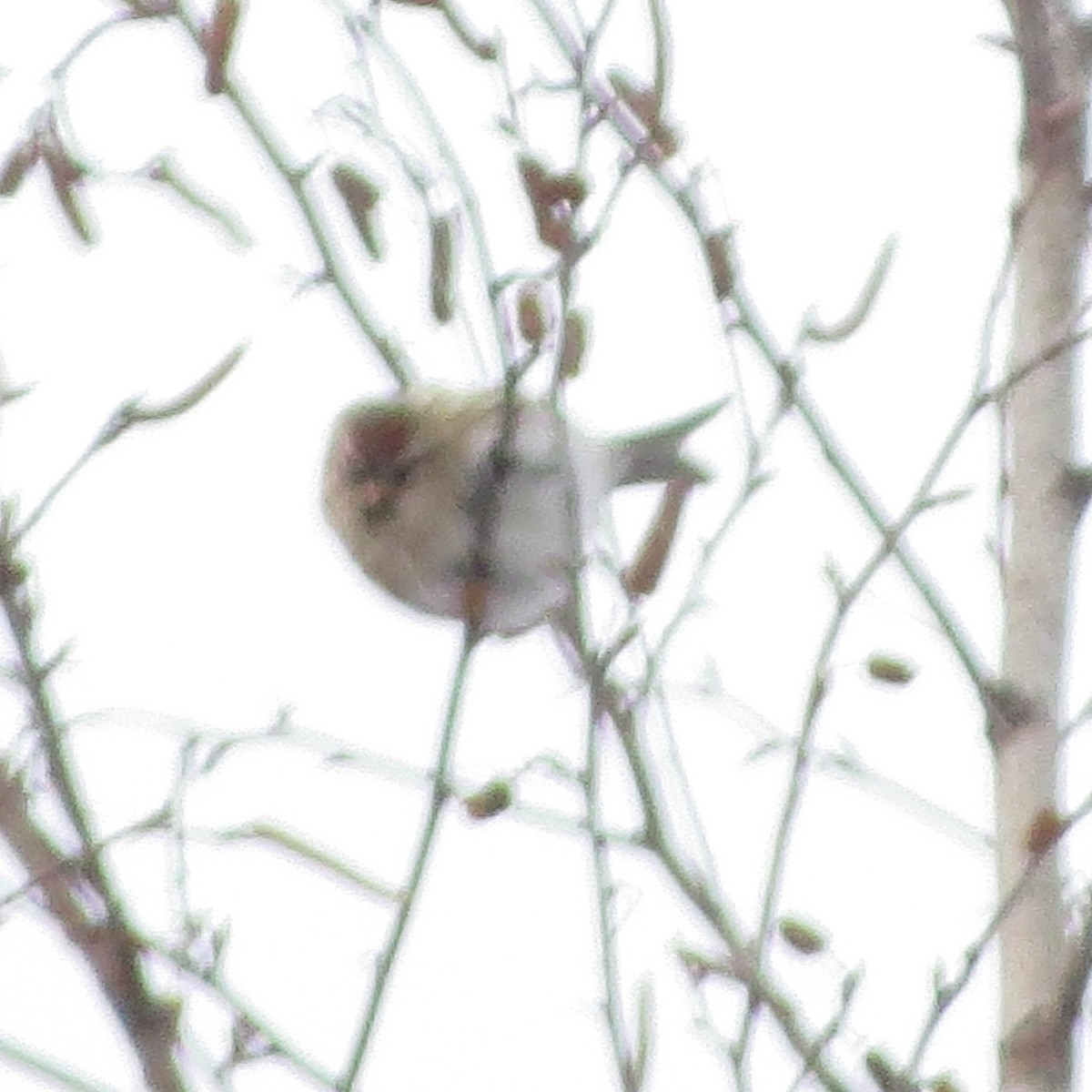 Redpoll - ML647466755