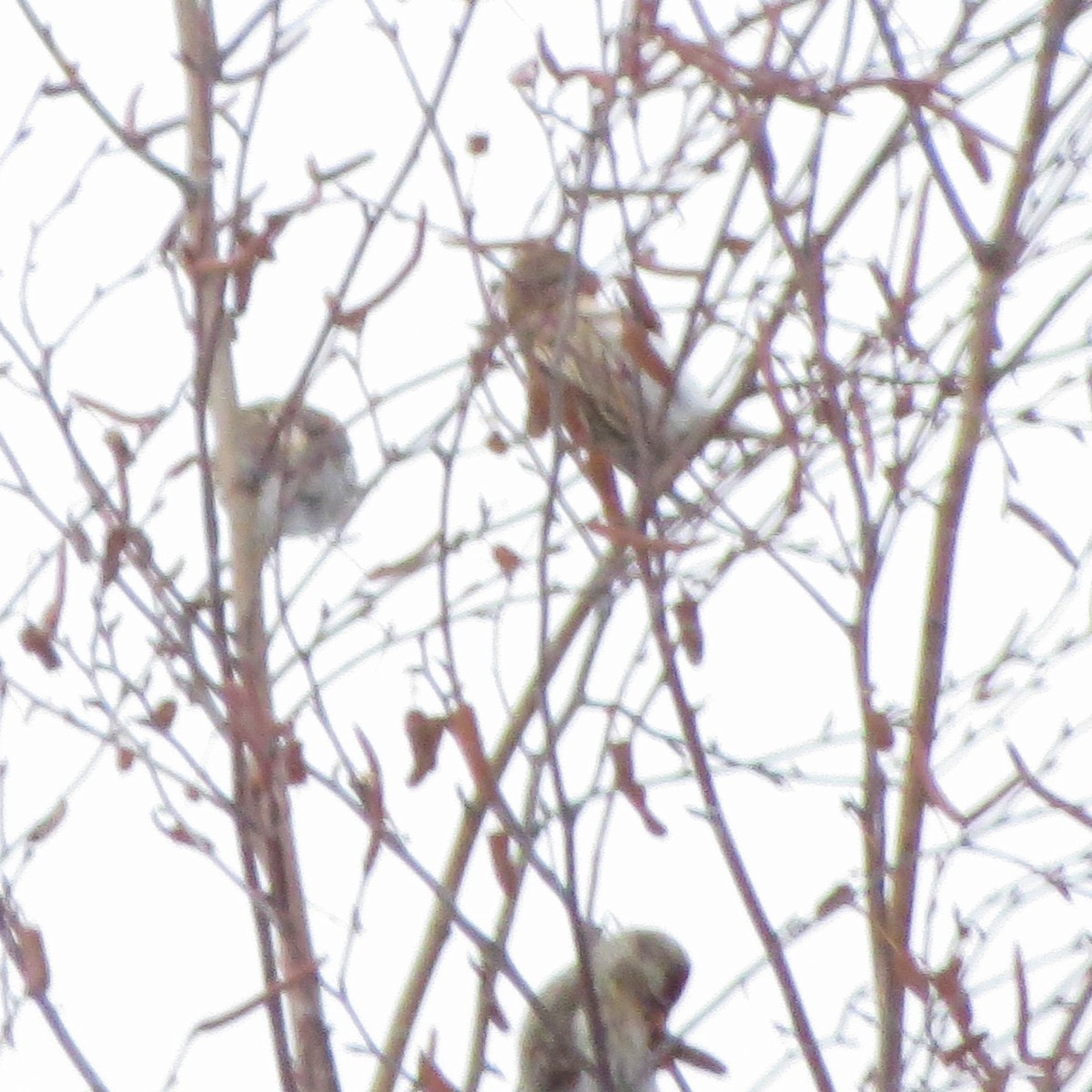 Redpoll - ML647466756