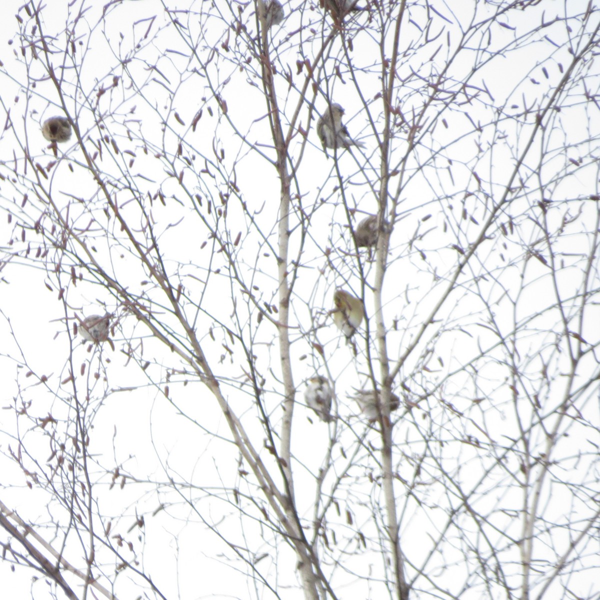 Redpoll - ML647466757