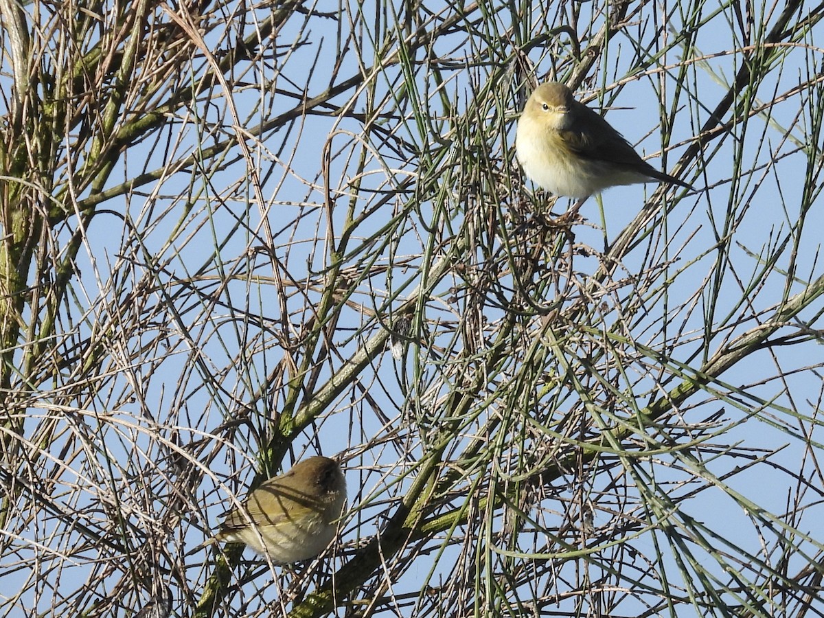 Mosquitero Común - ML647466761