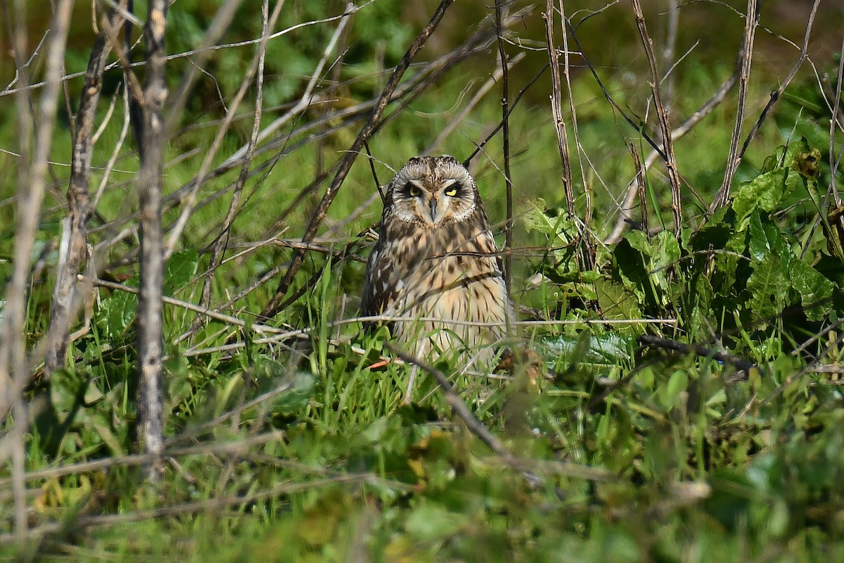 Short-eared Owl - ML647466762