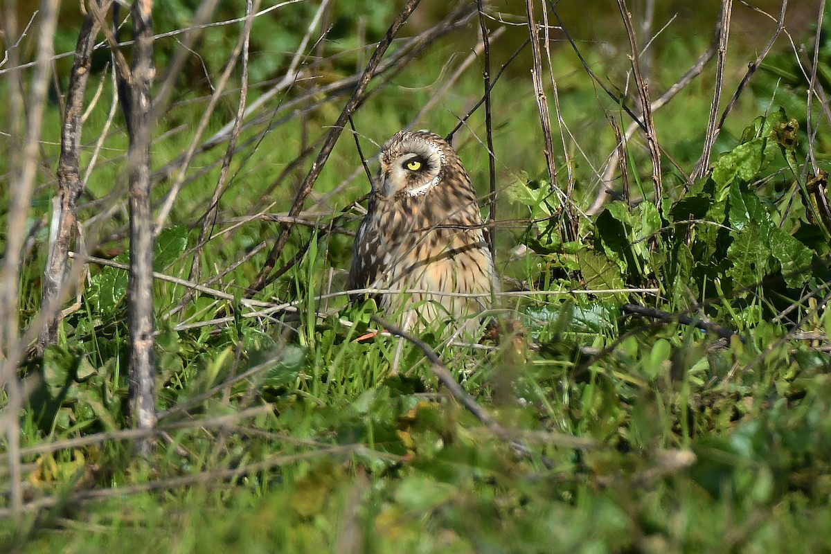 Short-eared Owl - ML647466763