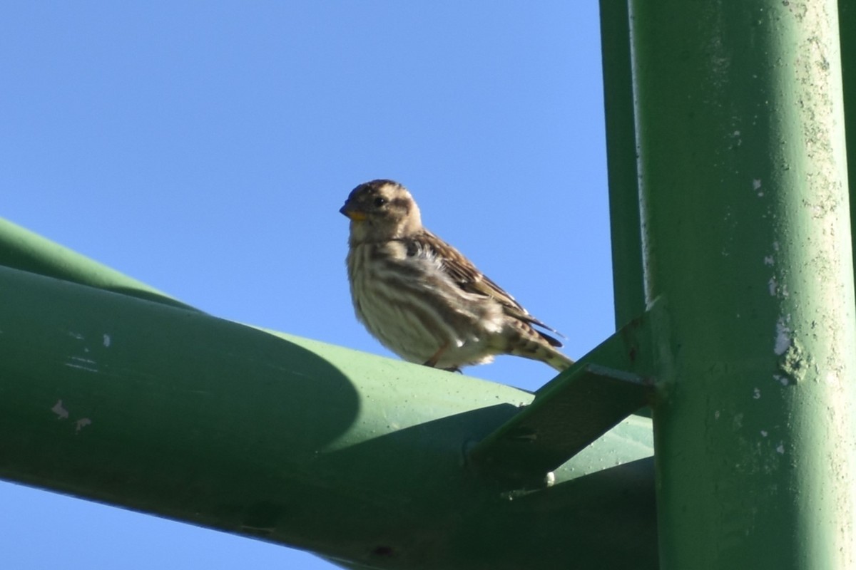 Rock Sparrow - ML647466767