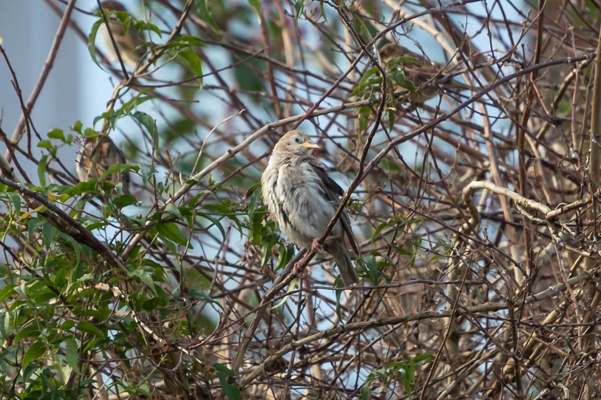 Rosy Starling - ML647466770